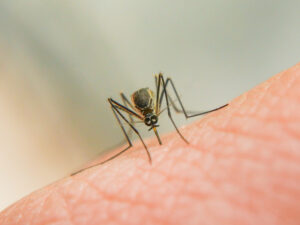 Read more about the article The Silent Threat: How Mosquitoes are Impacting Human Lives and Pest Control Solutions